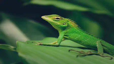 Macro Photography Ideas